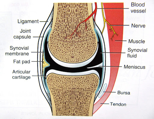 Diagram of joint