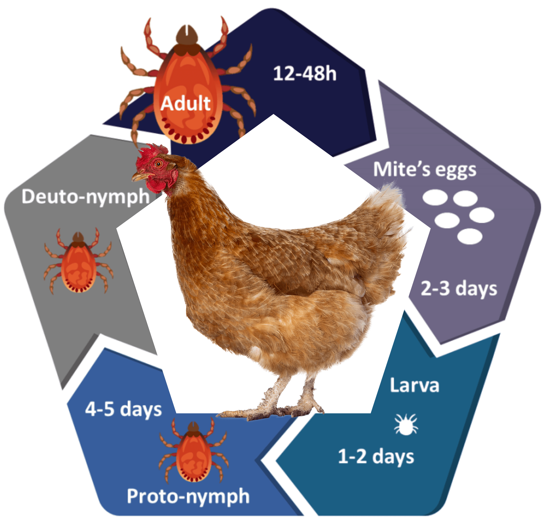 Mitey Stuff Red Mite Cycle