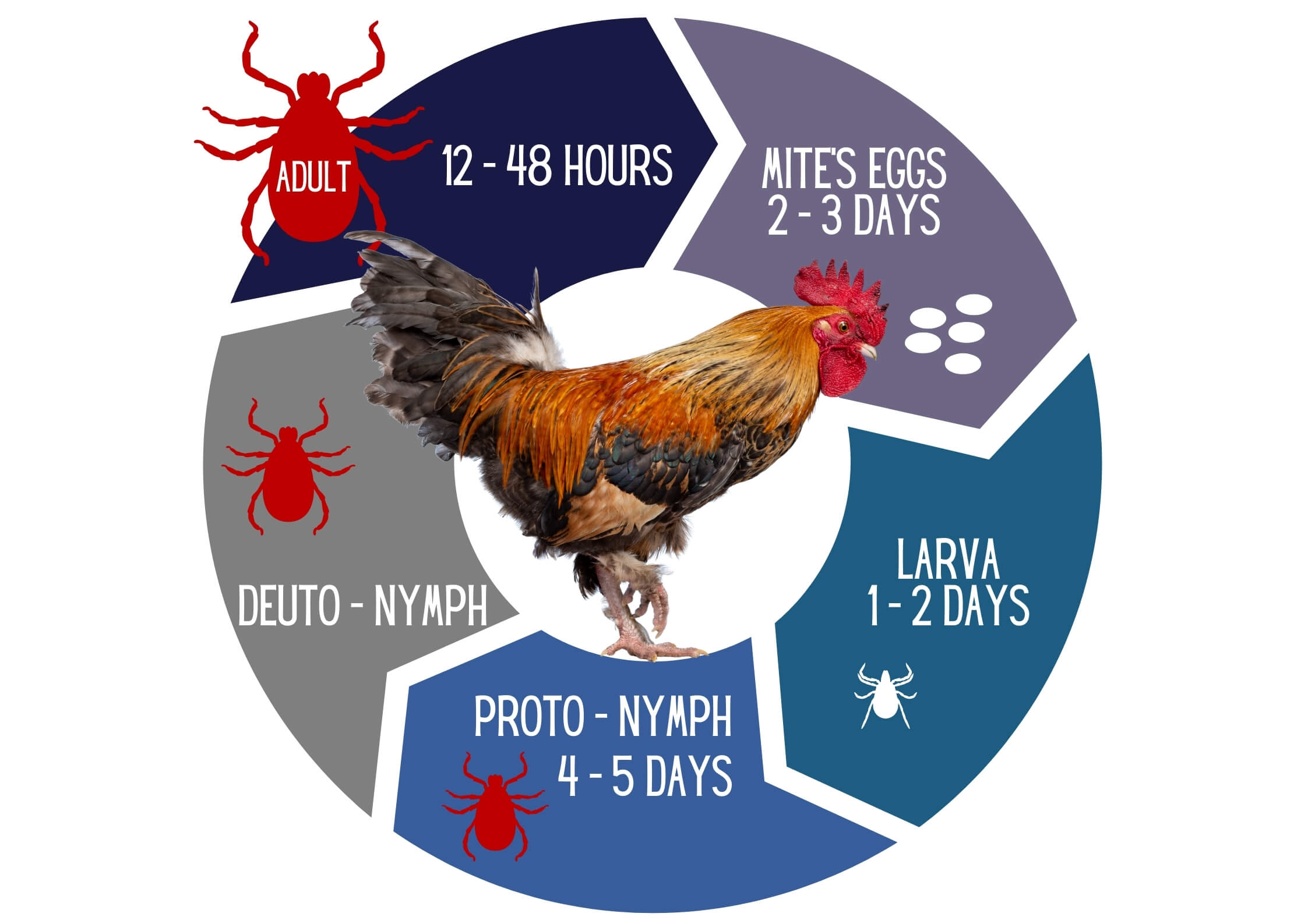 Lift cycle of red mite