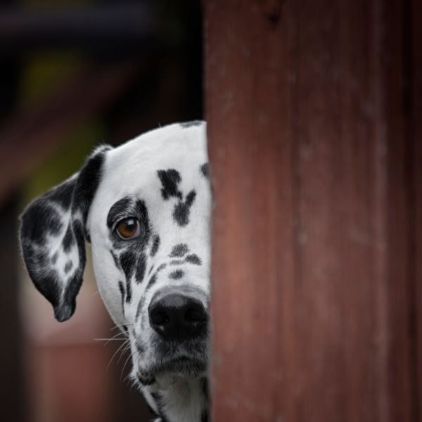 Dog Hiding