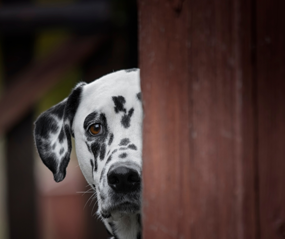 Dog Hiding