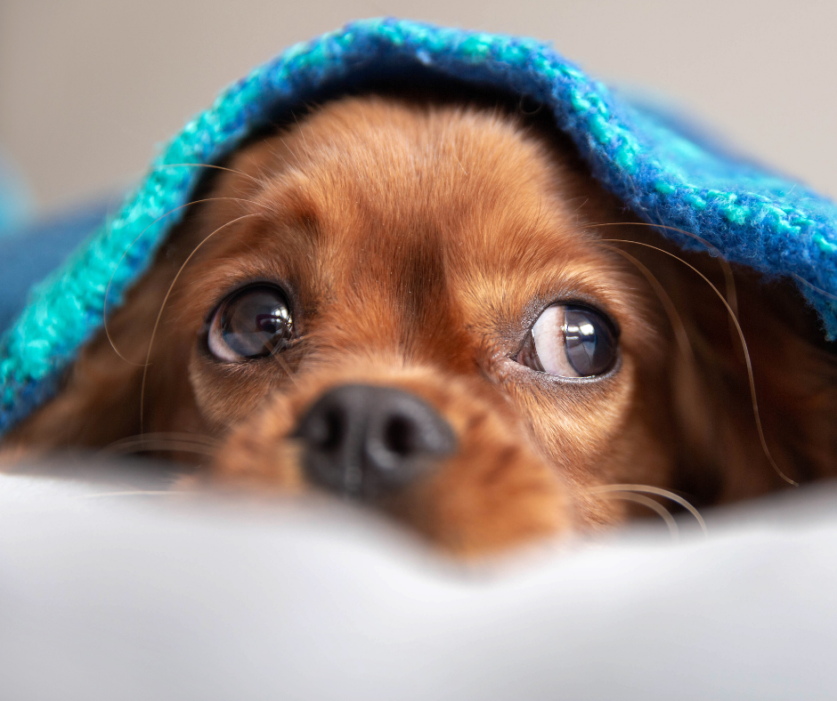 Dog under blanket