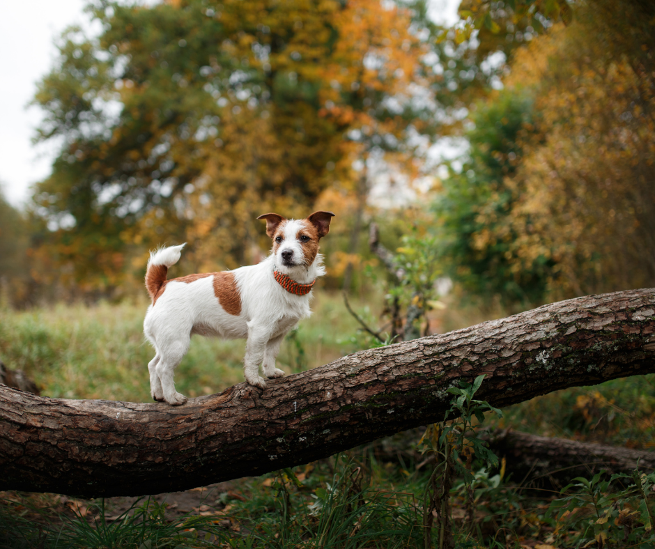 Dog out on a walk