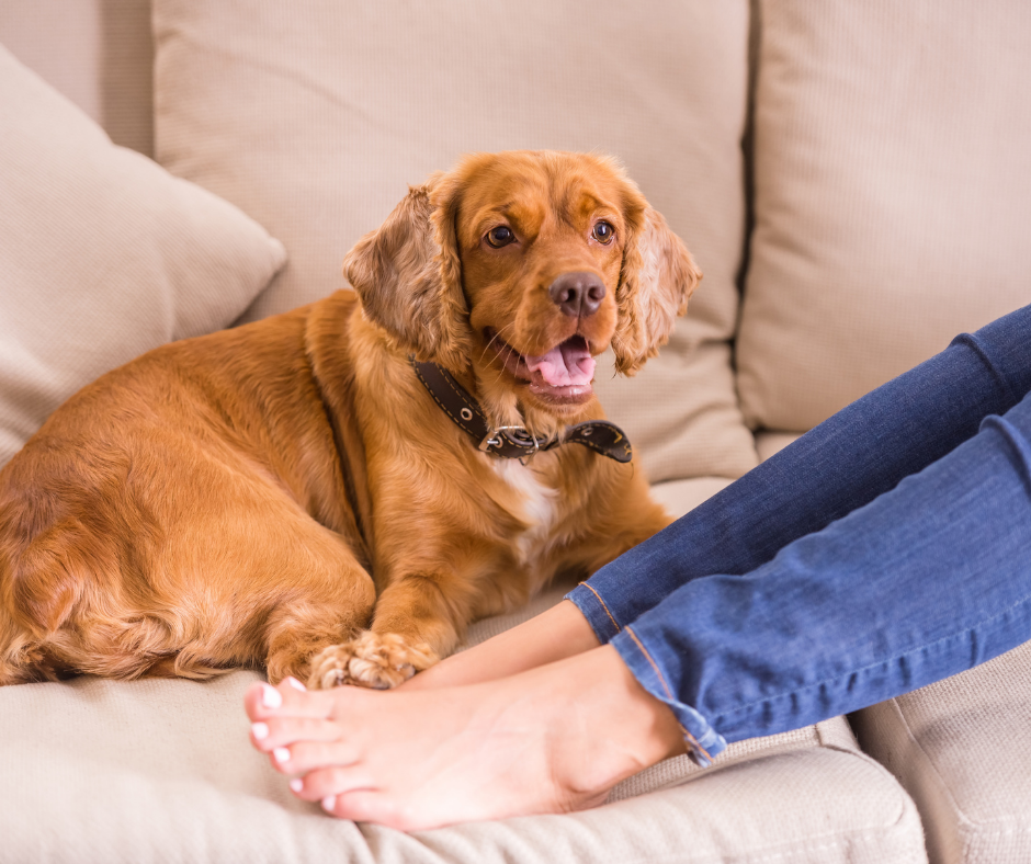 Happy dog on sofa