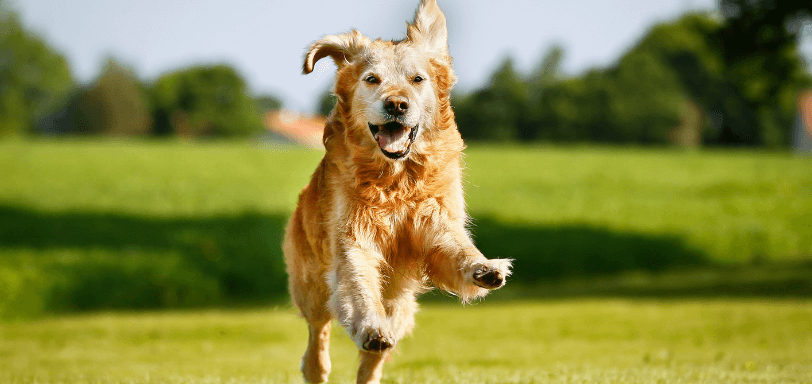 Dog running