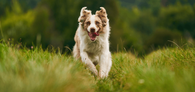 Dog running