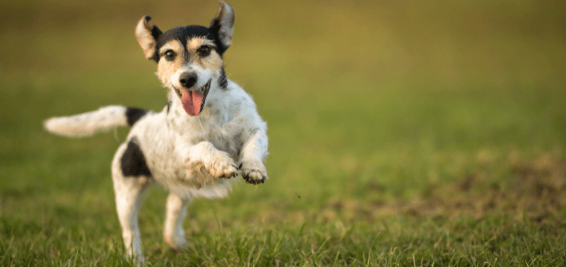 Dog Running