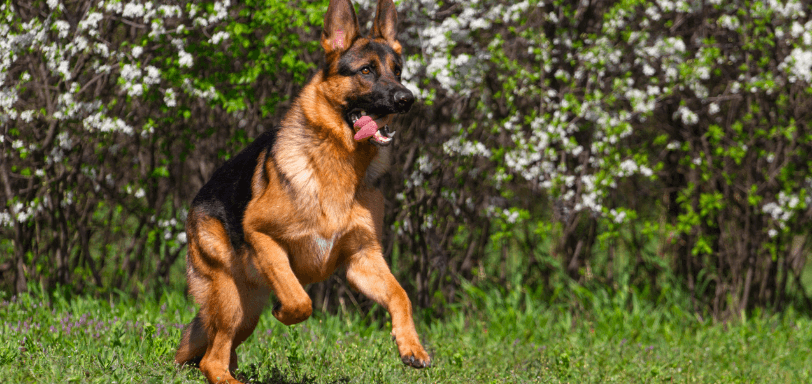 Dog Running