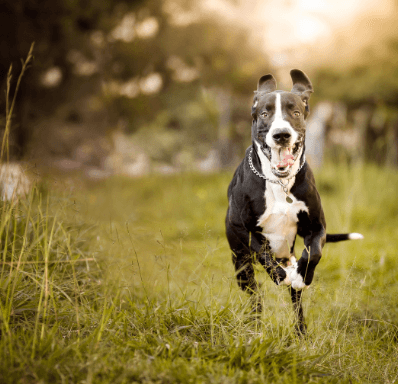 Dog Running