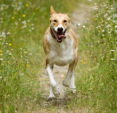 Dog Running