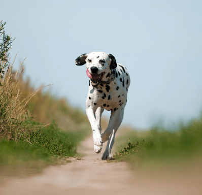 Dog Running