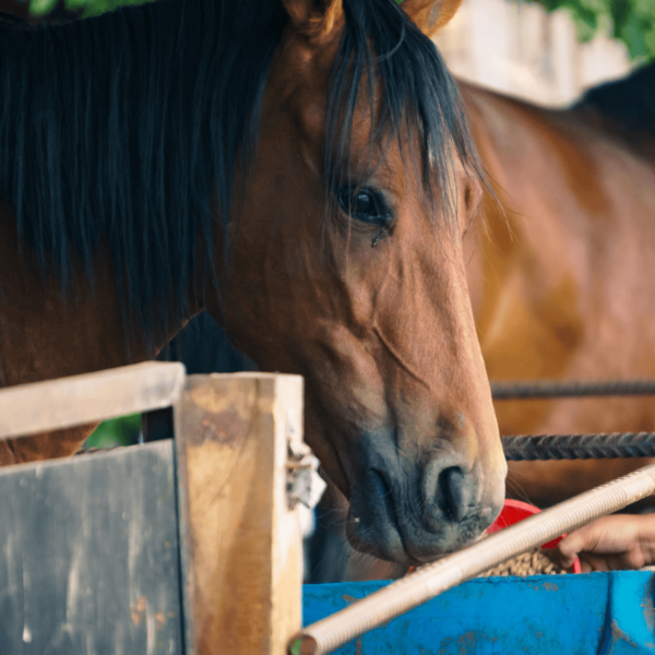 Picture of a horse eating.