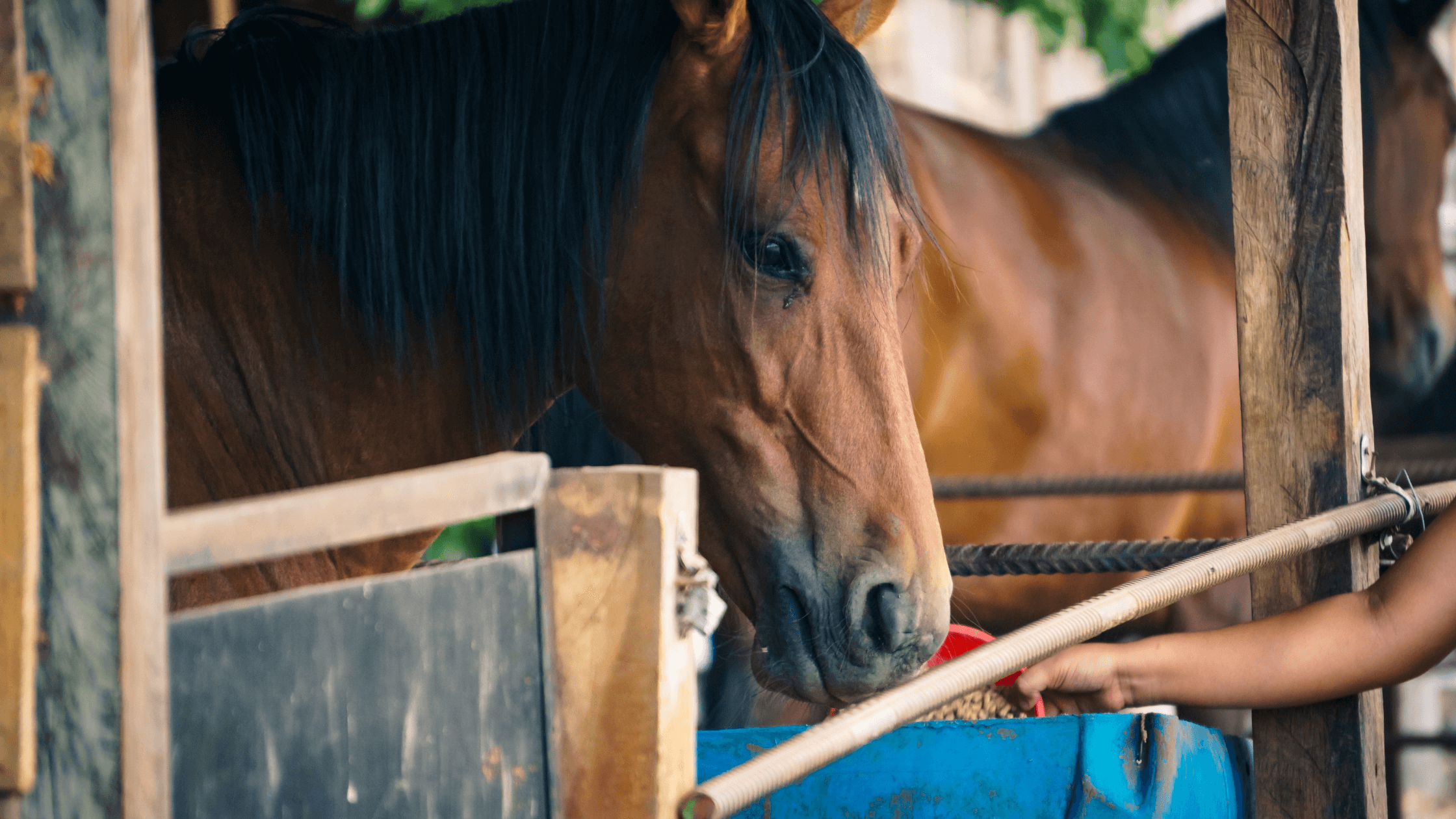 Picture of a horse eating.