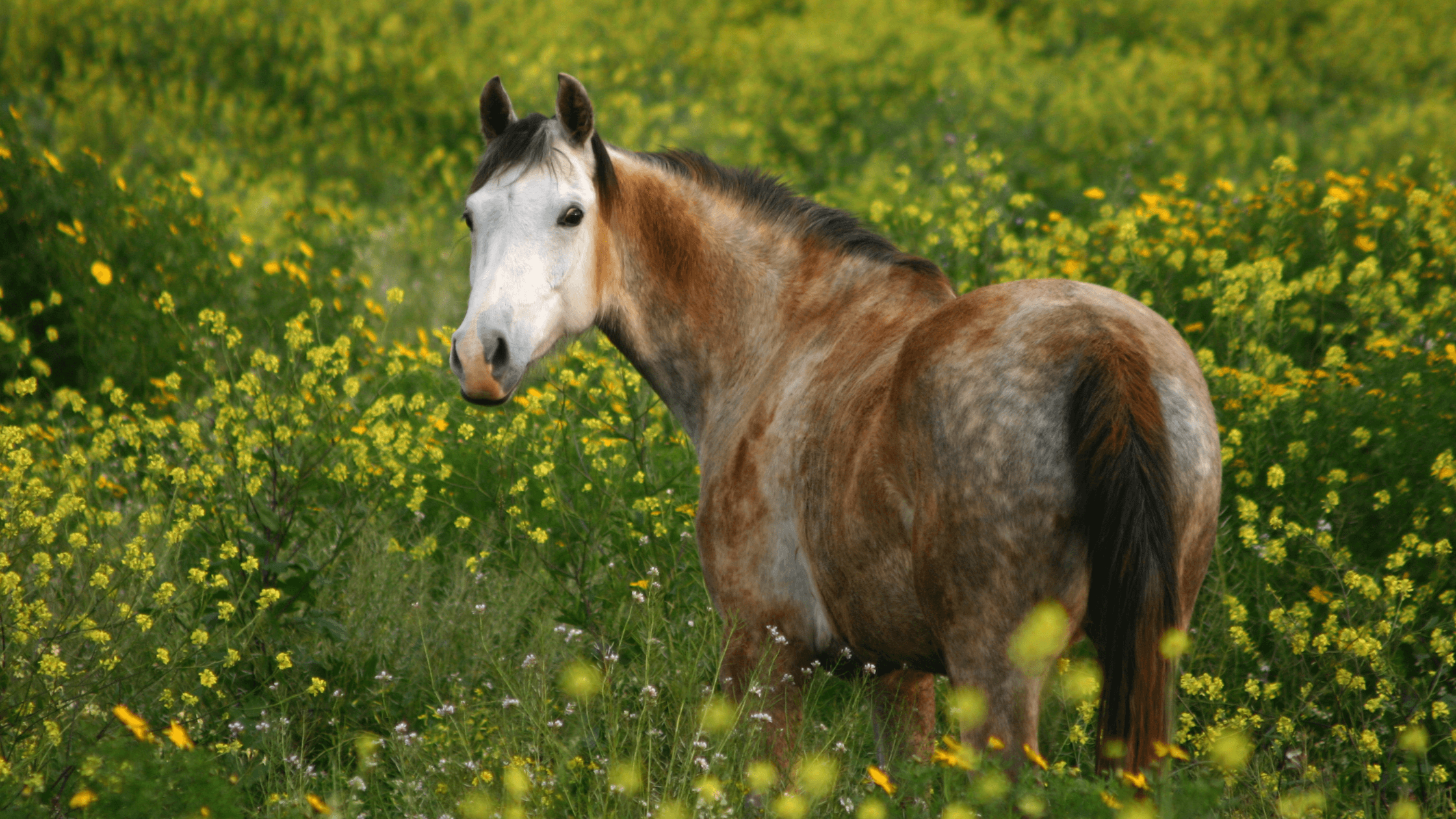 Horse in meadow