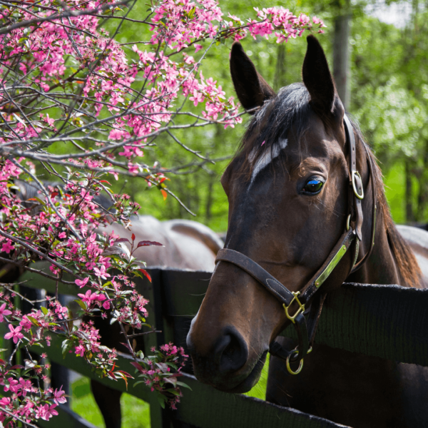 Horse and flowers