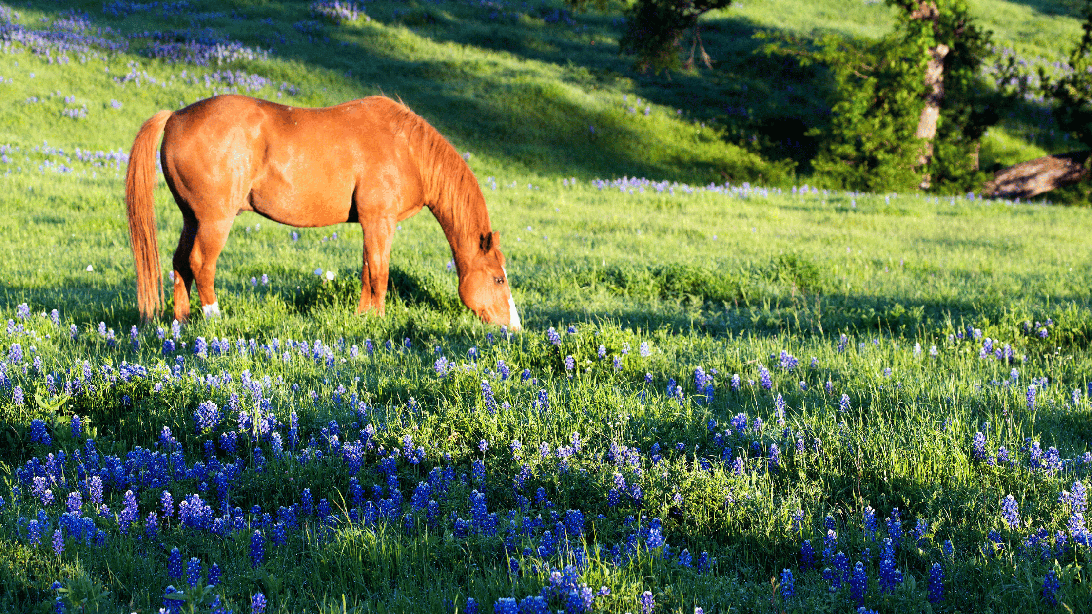 Horse in meadow in spring