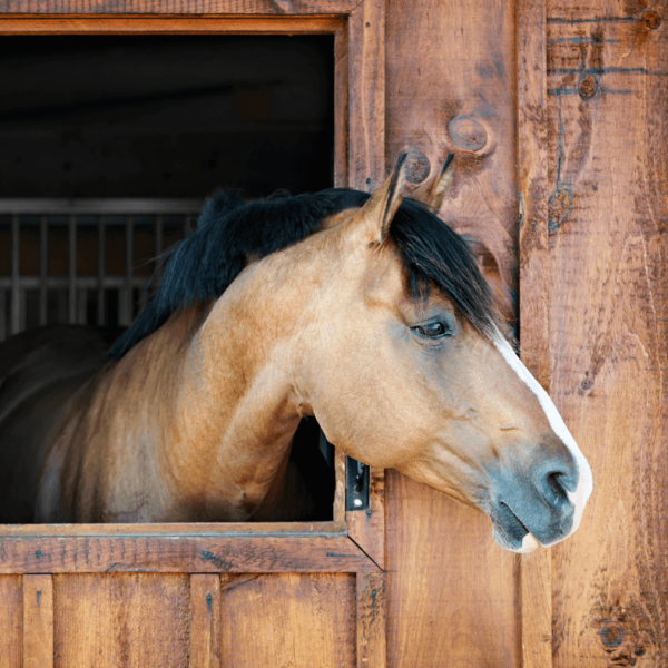 Horse in stable