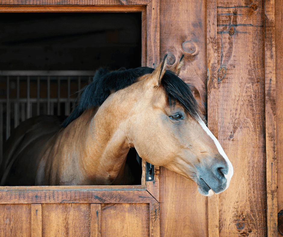 Horse in stable