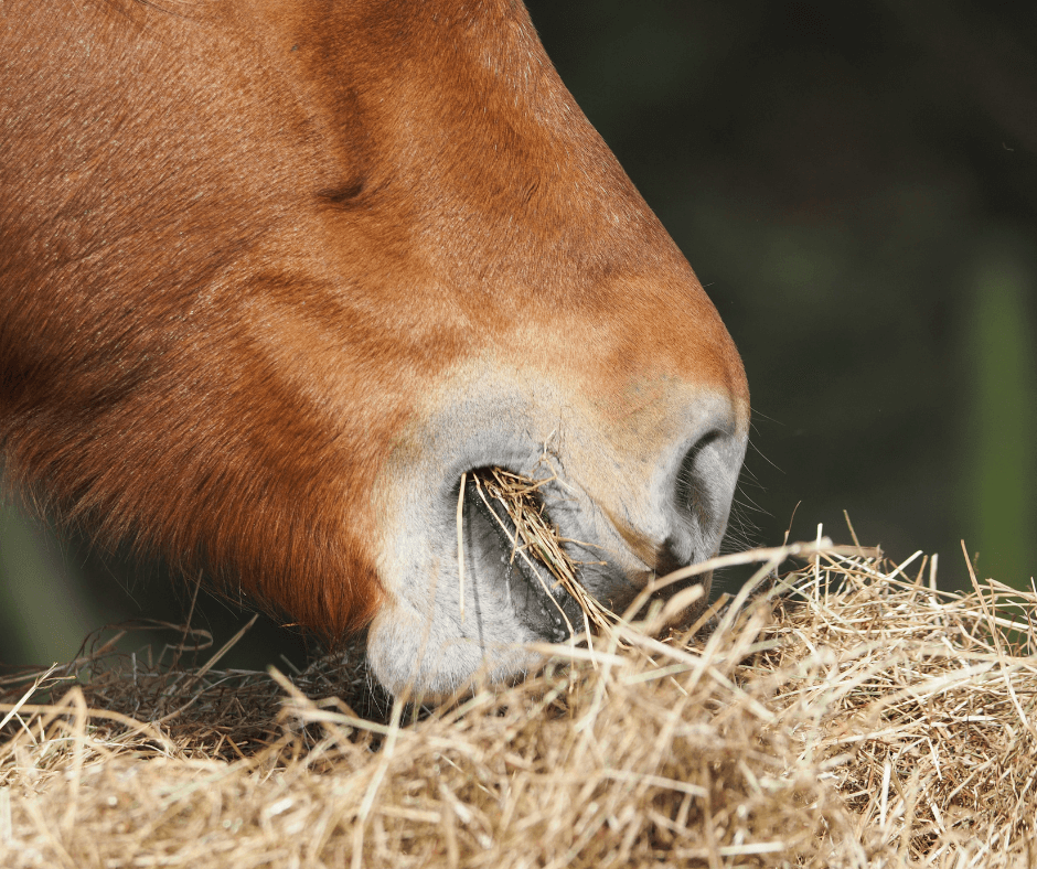 Horse Eating Hay