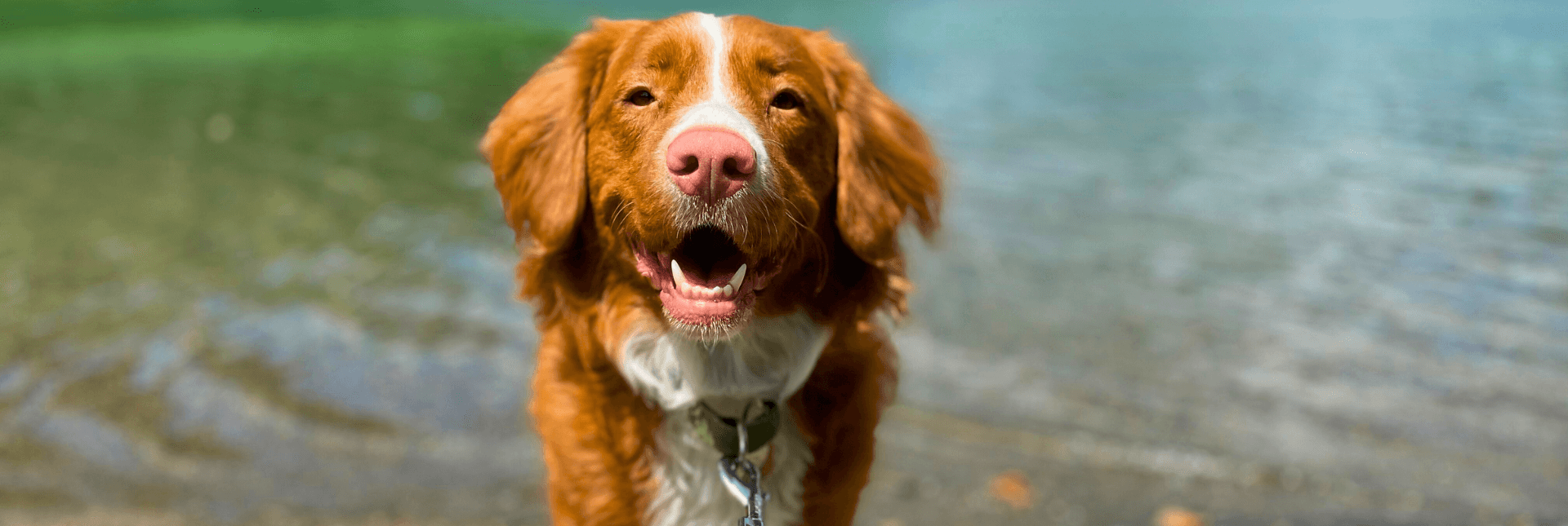 Dog in water