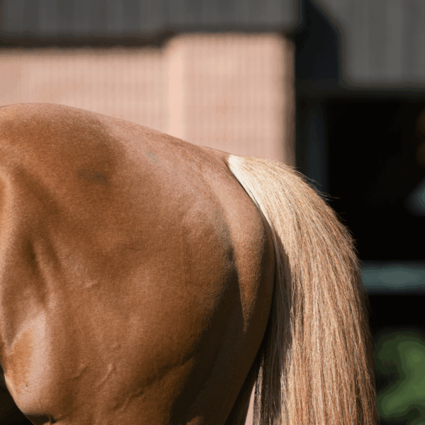 Horse Tail
