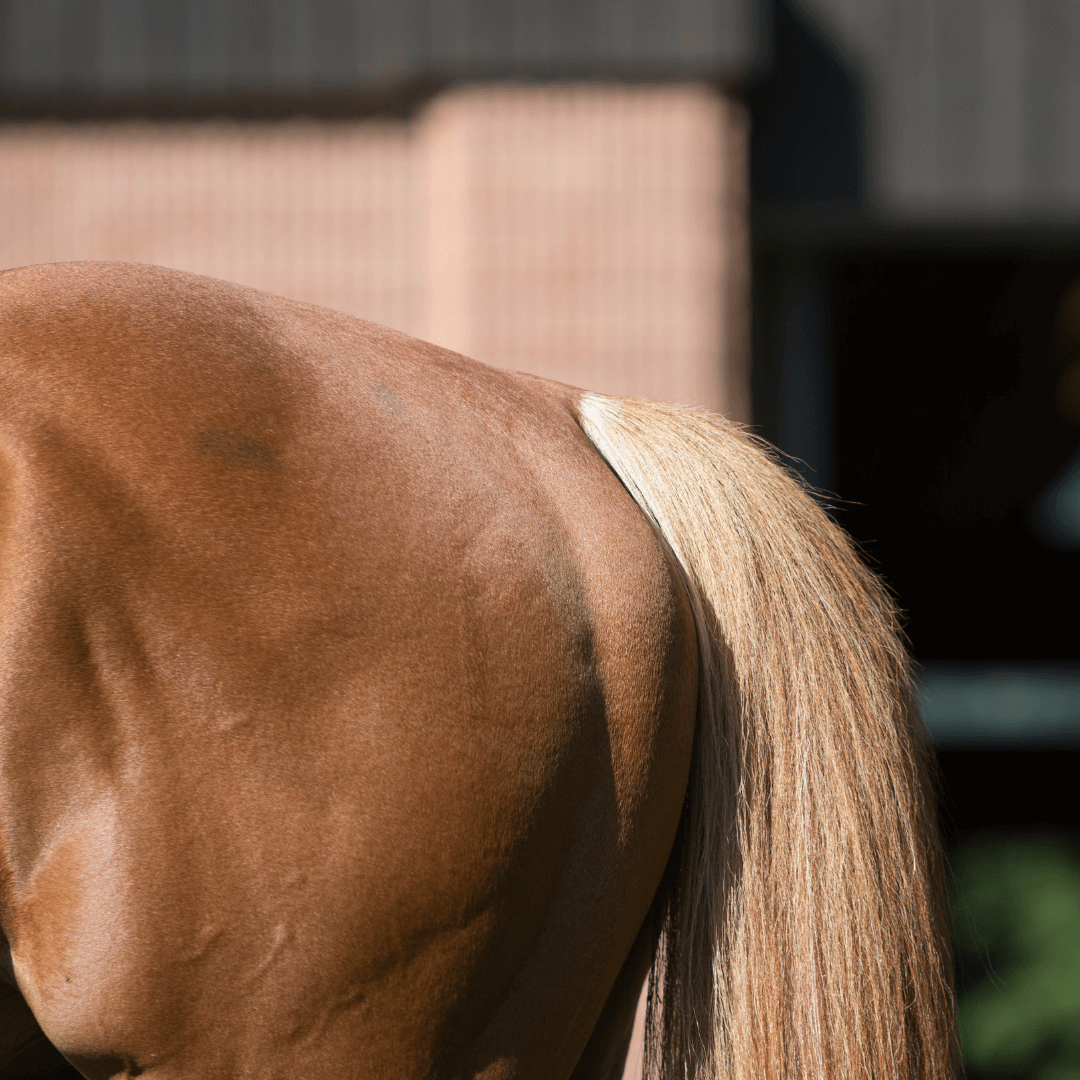 Horse Tail