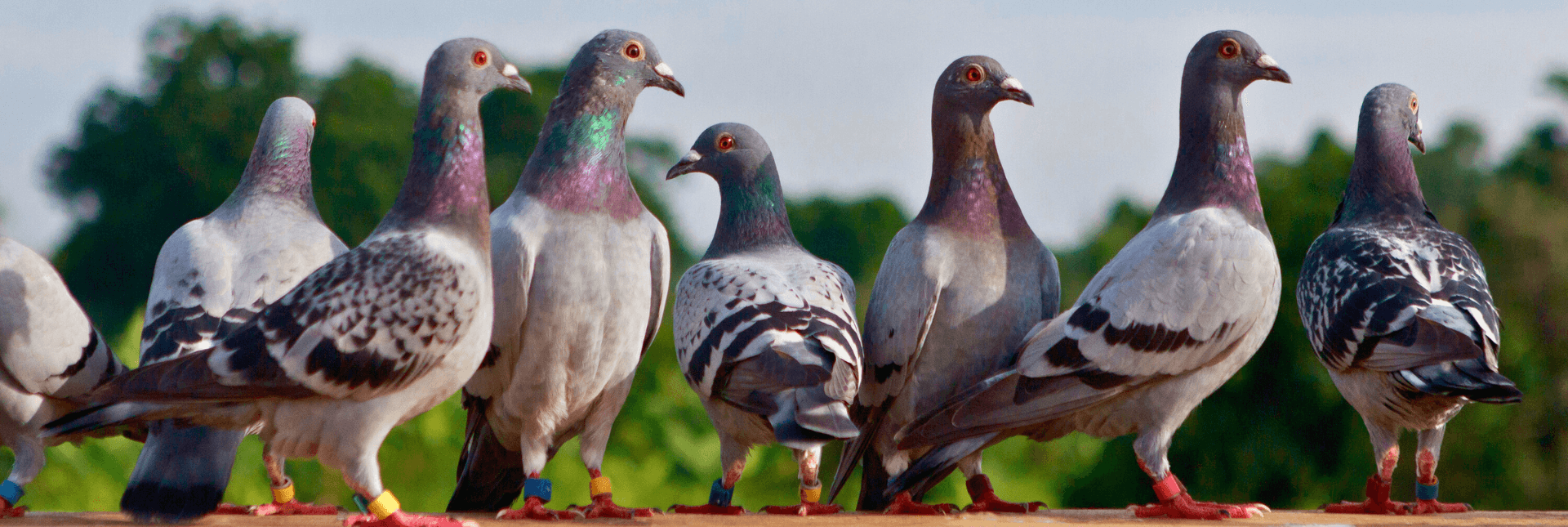 Racing pigeons