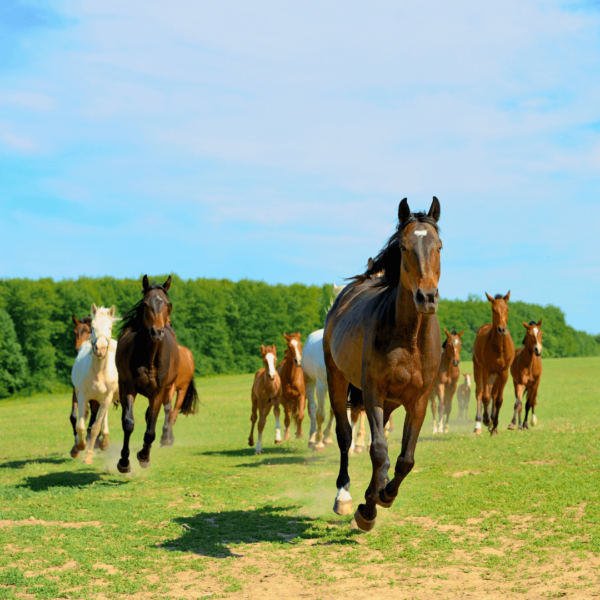 5 Key Supplements For Horses