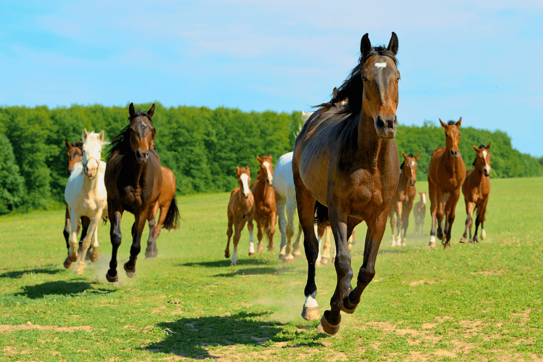 5 Key Supplements For Horses