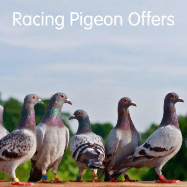 Racing Pigeon Offers