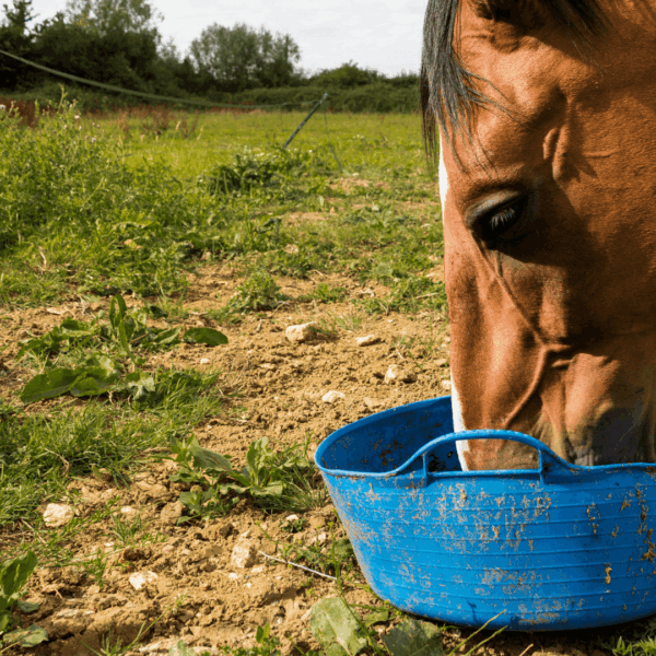 Horse eating out of blue tub.
