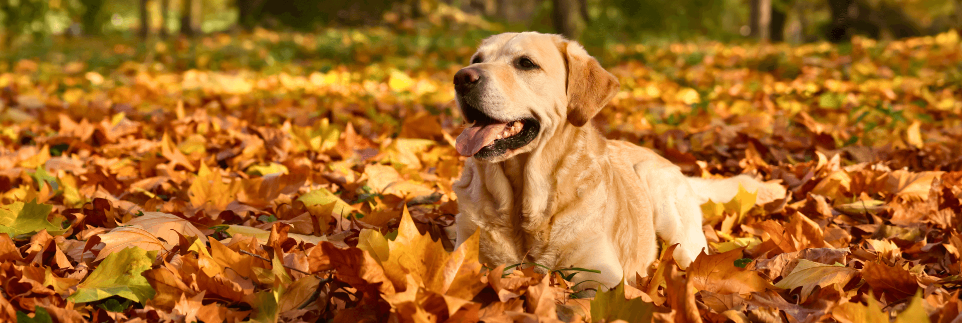 Dog in Autumn Leaves