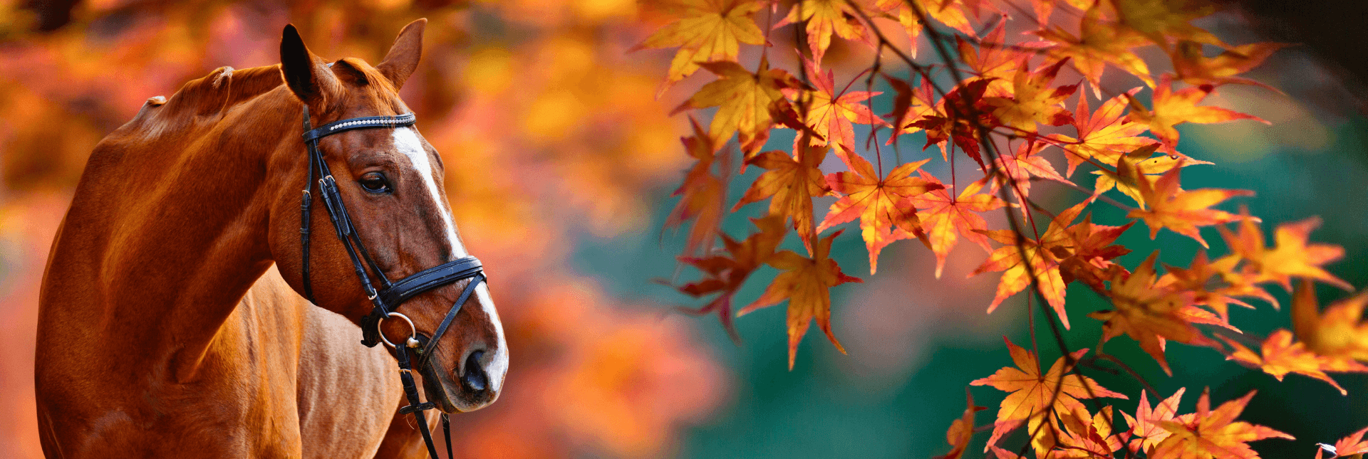 Horse with Autumn Leaves