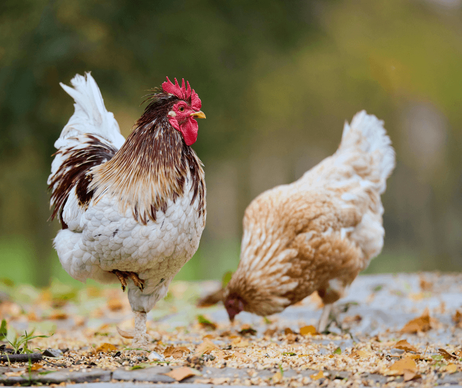 chickens outside