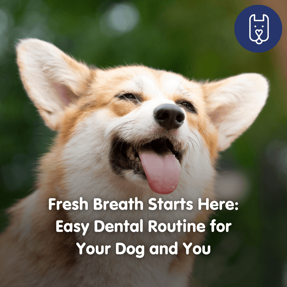 Fresh Breath Starts Here: Easy Dental Routine for Your Dog and You