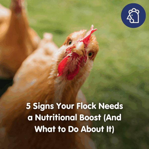 5 Signs Your Flock Needs a Nutritional Boost (And What to Do About It)
