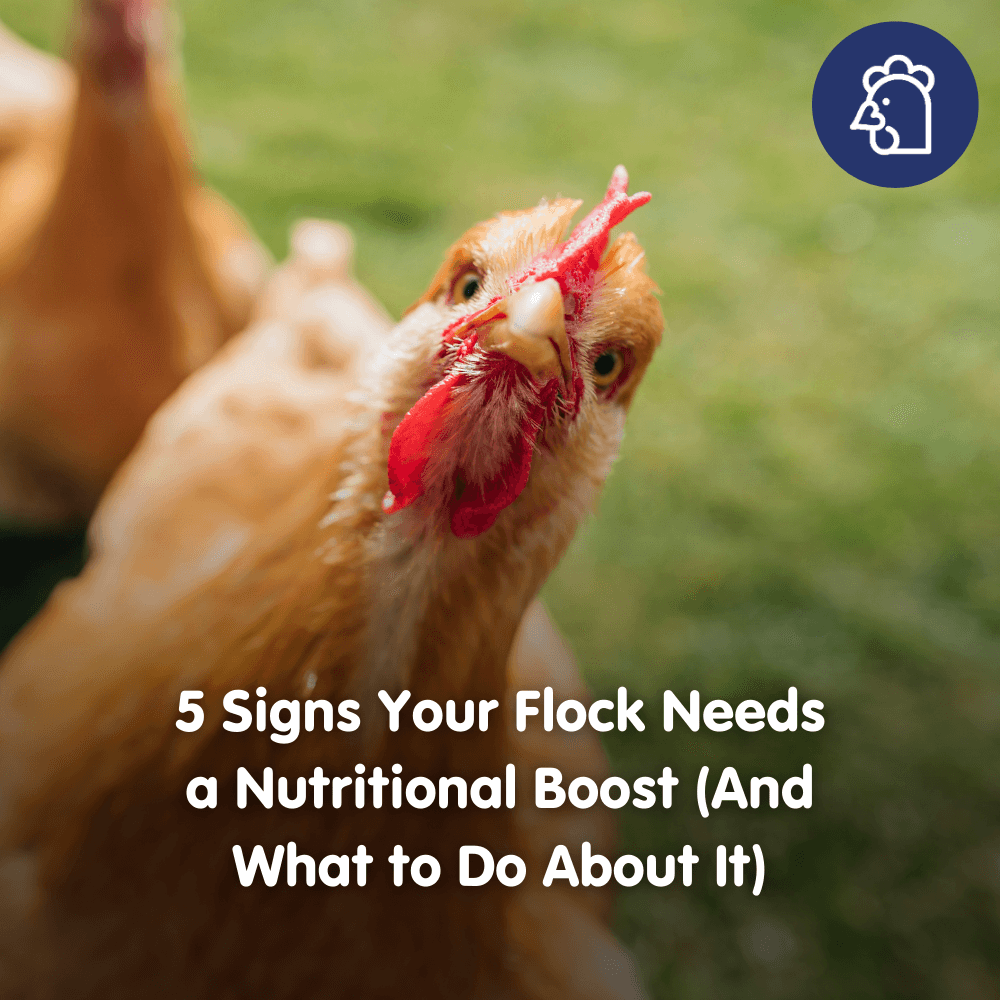 5 Signs Your Flock Needs a Nutritional Boost (And What to Do About It)