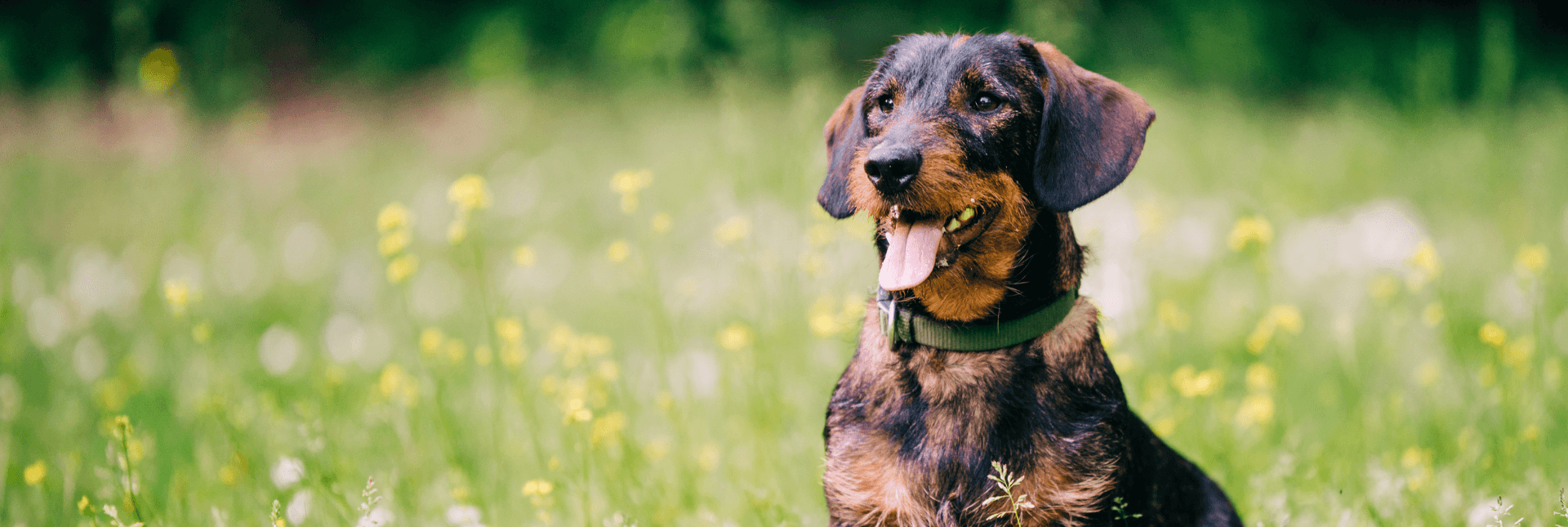 Dog in meadow