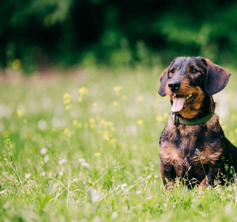 Dog in meadow